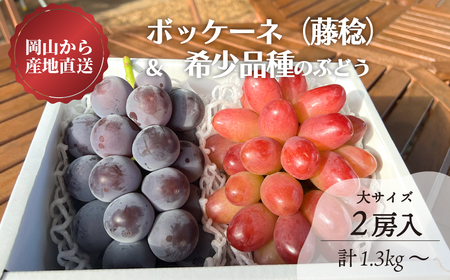 KF-B004-02[きよとうファーム]藤稔と赤色葡萄の特大2房入/計1.3kg~ (岡山県産) / ぶどう ブドウ 葡萄 岡山 フルーツ 果物 真庭市[KF-B004-02]