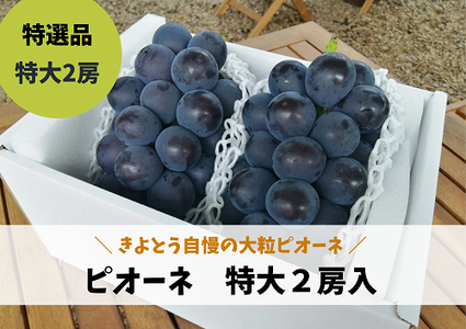 [きよとうファーム]特選 種なしピオーネ2房入/計1.3kg~ (岡山県産)[KF-B006-02]