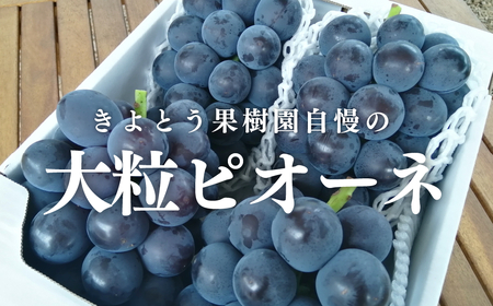 KF-B007-01[きよとうファーム]特選 種なしピオーネ 3-5房/計2.0kg~ (岡山県産)[KF-B007-01]