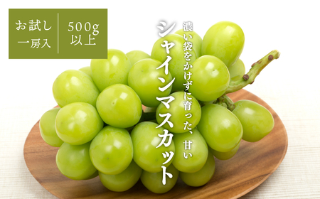 [きよとうファーム]シャインマスカット 1房入 /500g以上 (岡山県産)[KF-B008-01]