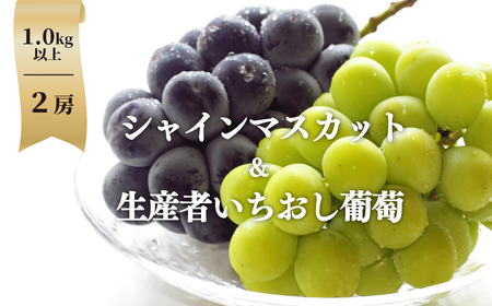[きよとうファーム]シャインマスカット&生産者いちおし葡萄 2房/計1.0kg~ (岡山県産)[KF-B010-02]