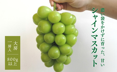 [きよとうファーム]数量限定!大粒シャインマスカット厳選品1房 /800g以上 (岡山県産)[KF-B013-02]