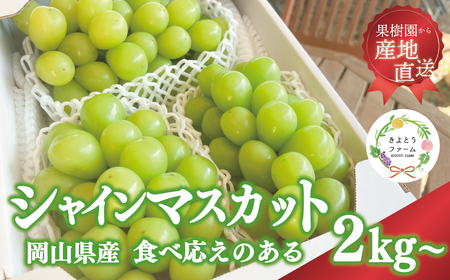 【きよとうファーム】シャインマスカット3～5房/計2kg~ (岡山県産)【KF-B016-02】