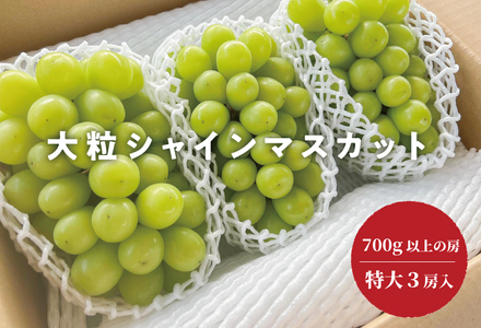 [きよとうファーム]大きすぎて訳ありのシャインマスカット 特大3房入 /1房700g以上(岡山県産)[KF-B017-02]