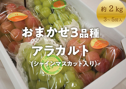 [きよとうファーム]秋のぶどう3品種詰め合わせ(シャインマスカット入り)3-5房/計2.0kg~ (岡山県産)[KF-B025-02]