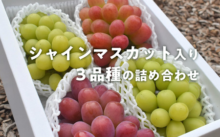 [きよとうファーム]ぶどう3品種詰め合わせ(シャインマスカット入り)3-5房入/計2.4kg~ (岡山県産)[KF-B032-01]