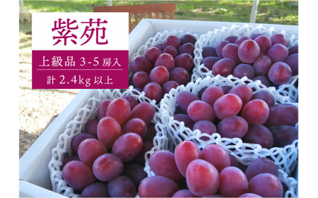 [2026年先行予約]特選品 紫苑 3〜5房/計2.4kg〜 (岡山県産) きよとう果樹園 [KF-B046-03]