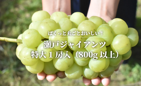 [きよとうファーム]瀬戸ジャイアンツ 特大1房 /800g以上 (岡山県産)[KF-B055-02]