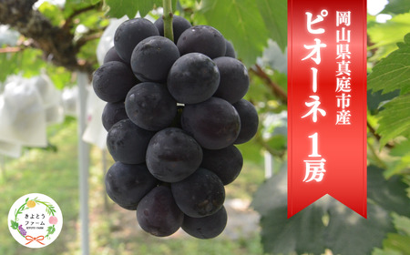[きよとうファーム]お試し便 ピオーネ1房/500g以上 (岡山県産)[KF-B065-02]