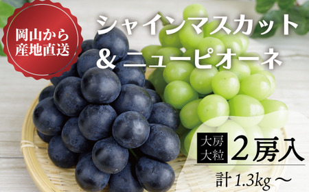 [きよとうファーム]シャインマスカット&ピオーネ 特大2房/計1.3kg~ (岡山県産)[KF-B069-02]