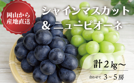 [きよとうファーム]シャインマスカット&ニューピオーネ 3-5房/計2.0kg~ (岡山県産)[KF-B070-02]