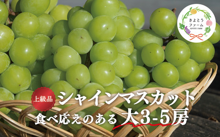 [きよとうファーム]シャインマスカット 上級品 大3-5房/計2.4kg~ (岡山県産)[KF-B072-01]