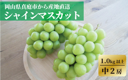 [きよとうファーム]食べ切サイズ シャインマスカット 中2房/計1.0kg~ (岡山県産)[KF-B078-02]