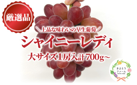 [きよとうファーム]赤色ぶどう シャイニーレディ厳選品1房/房700g以上 (岡山県産)[KF-B081-02]