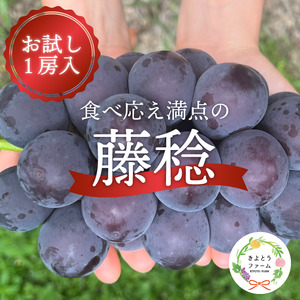[きよとうファーム]大粒ぶどうの藤稔 お試し1房入 /房600g以上 (岡山県産)[KF-B088-02]