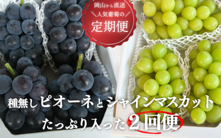 [定期便][きよとうファーム]ピオーネとシャインマスカット たっぷり2kgの2回便! (岡山県産) / ぶどう シャインマスカット ピオーネ ブドウ フルーツ 果物 岡山 真庭市 きよとう果樹園 セット[KF-T005-02]