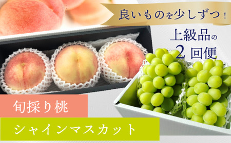 [定期便][きよとうファーム]量より質! 厳選した大玉桃と大粒のシャインマスカットが届く 2回便! (定期便)(岡山県産) / ぶどう ブドウ モモ もも フルーツ 果物 定期 きよとう果樹園 真庭市[KF-T037-02]