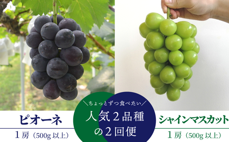 [きよとうファーム]ちょっとずつ食べたい!ピオーネとシャインマスカットの1房お試し2回便! (定期便)(岡山県産)[KF-T042-01]