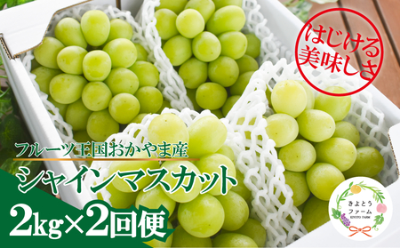 [きよとうファーム]岡山のシャインマスカットを楽しむ満足2回便!3-5房入×2回/全便計4.0kg~ (定期便)(岡山県産)[KF-T046-02]
