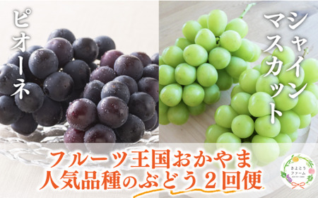 [きよとうファーム]ピオーネとシャインマスカット、大サイズ2房入の2回便!(定期便) (岡山県産) [KF-T055-01]