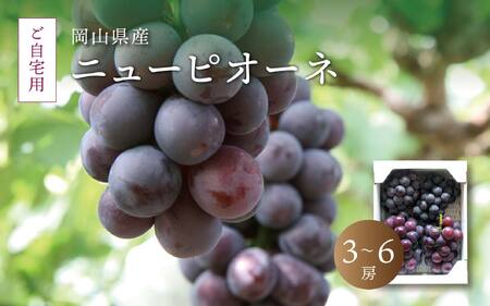 真庭市産 ニューピオーネ 自宅用 3〜6房 / [2025年8月中旬以降発送予定]数量限定 ブドウ ぶどう お手頃 訳あり 岡山 真庭 ピオーネ 葡萄 果物 フルーツ 新鮮 産地直送 家庭用 人気 種なし [配送不可地域:北海道・沖縄県・離島] (pione02) [jujiya005]