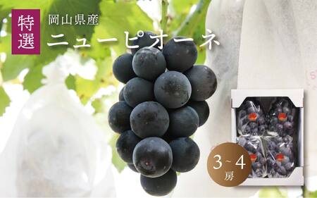 真庭市産 ニューピオーネ 特選 3〜4房 / [2025年8月中旬以降発送予定]数量限定 ぶどう 贈答用 岡山 真庭 葡萄 ブドウ 果物 フルーツ ギフト 産地直送 新鮮 ピオーネ 人気 厳選 種なし[配送不可地域:北海道・沖縄県・離島] (pione01) [jujiya006]