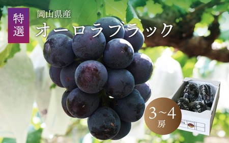 真庭市産 オーロラブラック 3〜4房 / [2025年8月上旬以降発送予定]数量限定 ブドウ ぶどう 岡山 真庭 葡萄 果物 フルーツ オーロラブラック 新鮮 産地直送 人気 種なし 大粒 甘い [配送不可地域:北海道・沖縄県・離島] (aurora01) [jujiya014]