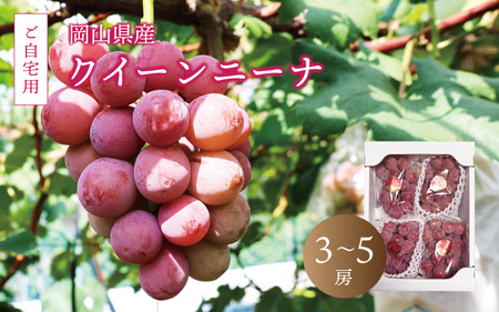 真庭市産 クイーンニーナ 2kg前後 / [2025年9月中旬以降発送予定]数量限定 ブドウ ぶどう ご自宅用 岡山 真庭 葡萄 果物 フルーツ 新鮮 産地直送 家庭用 人気 [配送不可地域:北海道・沖縄県・離島] (queennina02) [jujiya015]