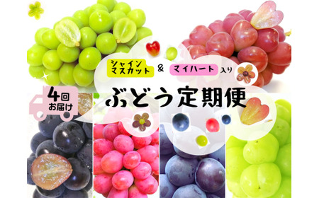 岡山 シャインマスカット & マイハート 入り!新鮮 ぶどう 定期便 ×4回コース 2026年先行予約[2026年9月下旬〜][hfbd-tkb008-02]