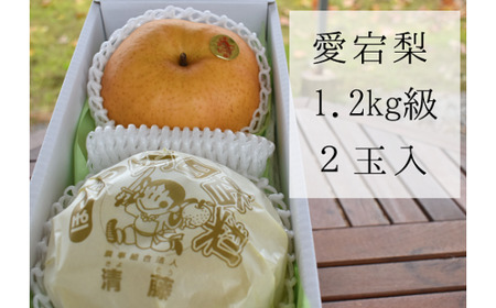 yƂt@[z ㋉i 2ʓ(1.2kg/) (RY) yKF-C005-01z