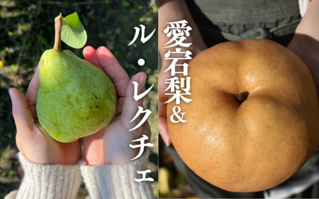 [きよとうファーム]あたご梨&ル・レクチェ ご家庭用 5-7玉 (岡山県産) [KF-C019-01]