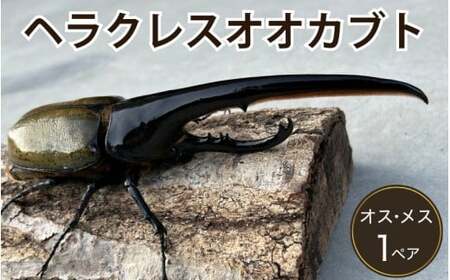 ヘラクレスオオカブト 成虫ペア オス（150mm台）メス（60mm以上） / ヘラクレス カブトムシ 昆虫 真庭市 【hrkrs001-01】