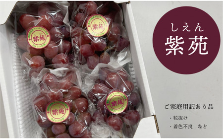 [きよとうファーム]訳あり 紫苑 約2.0kg (岡山県産) [KF-B038-01]