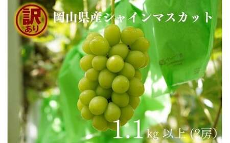 y2026Ns\zRY y󂠂z VC}XJbg 1.1kgȏi2[j Yn ̂ / Ԃǂ  t[c s\ ^sykgftmt014-02z