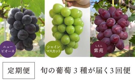 [2026年先行予約]質も量も大満足!3種の葡萄を季節ごとにお届けする3回便(定期便)(岡山県産)[KF-T059-01]