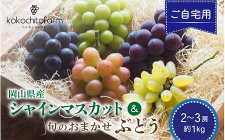 [2026年先行予約] ここちとふぁーむ [ご自宅用] シャインマスカット&旬のおまかせぶどう 2〜3房 約1kg 岡山県産ぶどう [koko016-01]