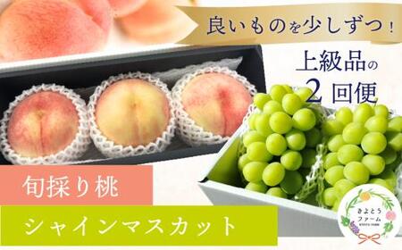 [2026年先行予約]量より質!厳選した大玉桃と大粒のシャインマスカットが届く2回便! (定期便)(岡山県産)[KF-T063-01]