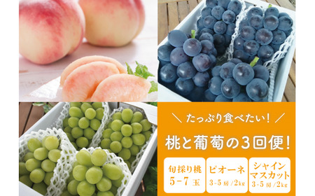 �y2026�N��s�\��z�����Ղ�H�ׂ����I���ƃs�I�[�l�A�V���C���}�X�J�b�g���͂��R��� (���R���Y)�yKF-T023-02�z