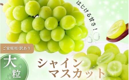 [2026年先行予約][訳あり] NISSHOKU FARM ご家庭用シャインマスカット 約1.0kg(1〜3房) / 甘い 岡山 訳アリ わけあり ぶどう ブドウ 葡萄 シャインマスカット 先行予約 フルーツ 果物 特選 真庭市 フルーツ王国[nisfarm019-01]