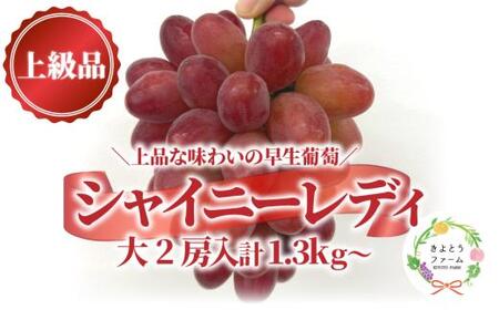 [2026年先行予約]シャイニーレディ大サイズ2房 計1.3kg~ 赤色の早生葡萄 [KF-B095-01]