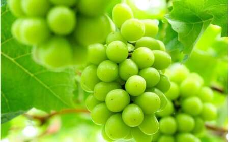 [訳あり品] しげちゃん農園の シャインマスカット「晴王」 1.4kg前後(2〜3房入) [shifarm003-02]