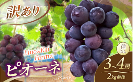 [2026年先行予約][訳あり] 岡山の ニューピオーネ 3房〜4房 (2kg前後 化粧箱入) [linokai014-01]