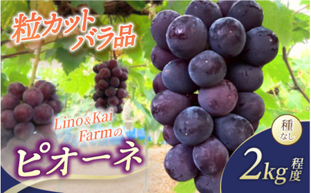 [2026年先行予約] [粒カットバラ品] Lino&Kai Farmの ピオーネ(2kg程度) / ぶどう 岡山 真庭市 ピオーネ 高級 大粒 果物 ご自宅用 訳あり 産地直送 国産 数量限定 種なし [linokai015-01]