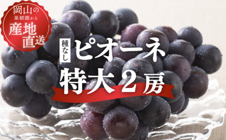 果樹園自慢のピオーネ! 特大サイズ2房入/計1.3kg〜 ご家庭用 種なし (岡山県産)[KF-B064-01]