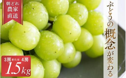 [2026年先行予約] 糖度18度以上!朝採れシャインマスカット 1.5kg (3房または4房) ぶどうの概念が変わる よしだ葡萄園の極上品[10月上旬〜10月下旬頃に順次発送] / ぶどう シャインマスカット 果物フルーツ 贈答品 贈り物 岡山県 真庭市[ysdb002]