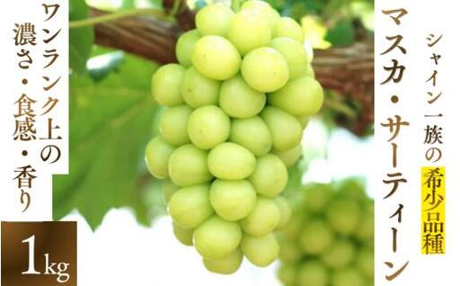 マスカサーティーン[シャインマスカット希少品種]1 kg[2026年先行予約][ysdb004]
