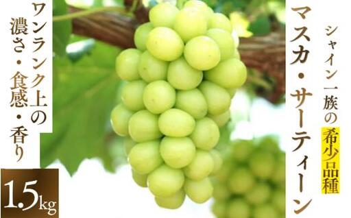 マスカサーティーン[シャインマスカット希少品種] 1.5kg(3房または4房)[2026年先行予約][ysdb005]
