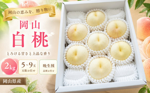 [2026年先行予約]桃 岡山白桃 晩生種 約2kg(5~9玉)岡山県産 ご家庭用 もも 白桃 フルーツ 果物 きびもも園[kbmm003]