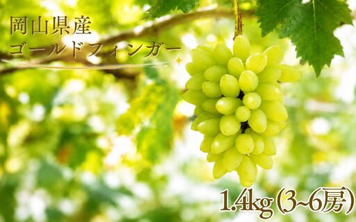 【2026年先行予約】岡山県産 希少品種 ゴールドフィンガー 1.4kg (3~6房)  / ぶどう 岡山 ゴールドフィンガー 高級 果物 産地直送 国産 数量限定 【tppn002-01】