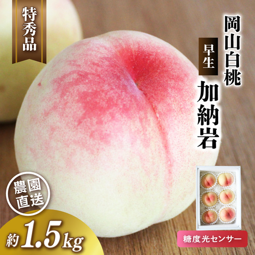 岡山白桃(早生/加納岩)特秀品 1.5kg前後 糖度センサー momo67 [配送不可地域:北海道/沖縄県/離島] [jujy070-01]